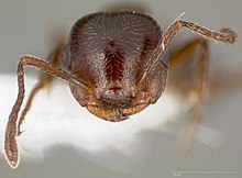 Crematogaster marioni casent0005670 hlava 1.jpg