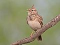 2 Crested lark singing uploaded by Artemy Voikhansky, nominated by Tomer T