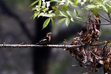 From Khangchendzonga National Park, West Sikkim, India. Crimson-breasted Woodpecker Khangchendzonga NP West Sikkim India 23.04.2016.jpg