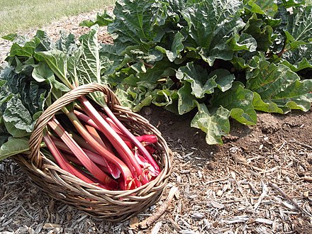 Harvested rhubarb petioles with leaf blades attached
