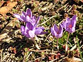 Crocus ligusticus