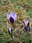 Crocus minimus opening01. jpg