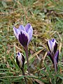 Crocus minimus opening01.jpg