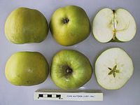 Cross section of John Waterer, National Fruit Collection (acc. 1957-196) .jpg