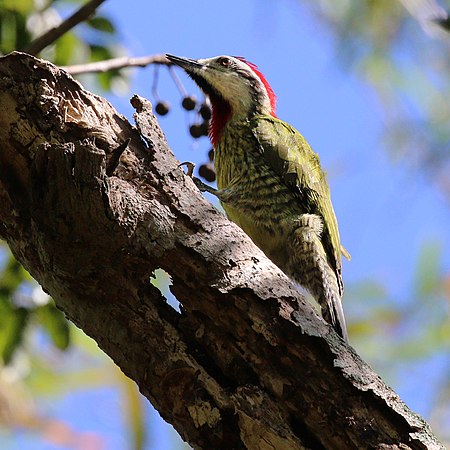 Xiphidiopicus percussus