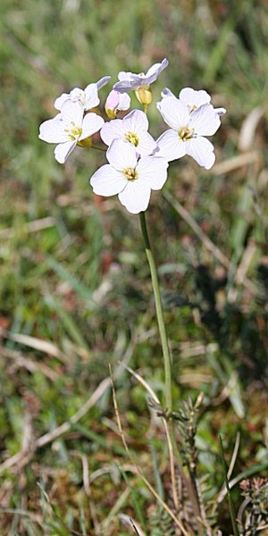 File:Cuckoo Flower (Cardamine pratensis) - geograph.org.uk - 801275.jpg