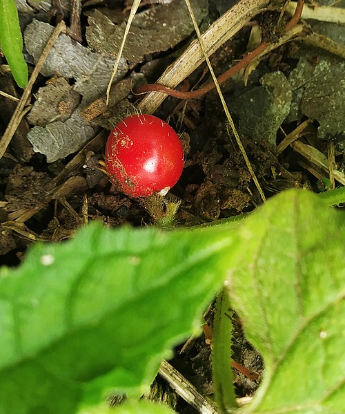 File:Cucumis maderaspatanus 83719376.jpg