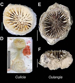 <span class="mw-page-title-main">Rhizangiidae</span> Family of corals