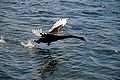 Cygne noir en vol, au décollage