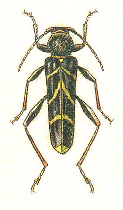 Cyrtoclytus capra Germar, 1824