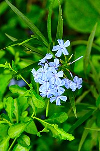 D85 5264 Blue Flower from Phu Langka National Park, Thailand.jpg