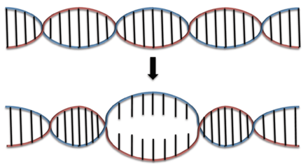 DNA denaturation occurs when hydrogen bonds between base pairs are disturbed.