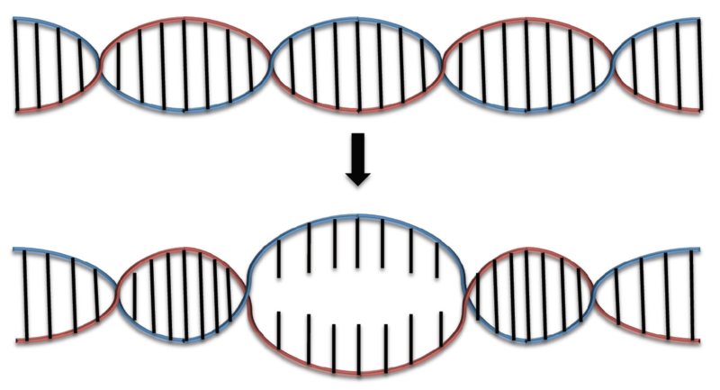 File:DNA Denaturation.png