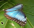 Morpho peleides - Botanischer Garten Bremen