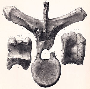 Dacentrurus