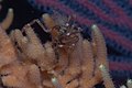 Dalgleish sea spider.jpg