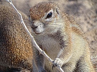Mountain ground squirrel species of mammal