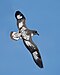 57 Commons:Picture of the Year/2011/R1/Daption capense in flight - SE Tasmania.jpg