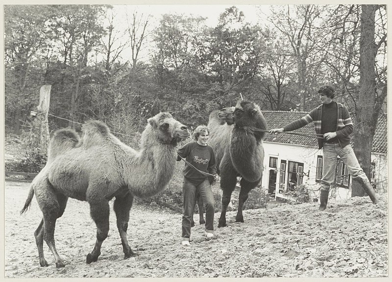 File:De heer G.L. Brandwijk, eigenaar van het vlakbij gelegen dierenpark aan de Duinlustweg, leidt met een assistente kamelen de duinen in bij Kraantje Lek. NL-HlmNHA 54013146.JPG