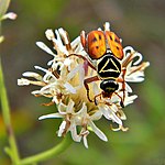 Eine Blume wird von einem großen, braunen und schwarzen Käfer besucht