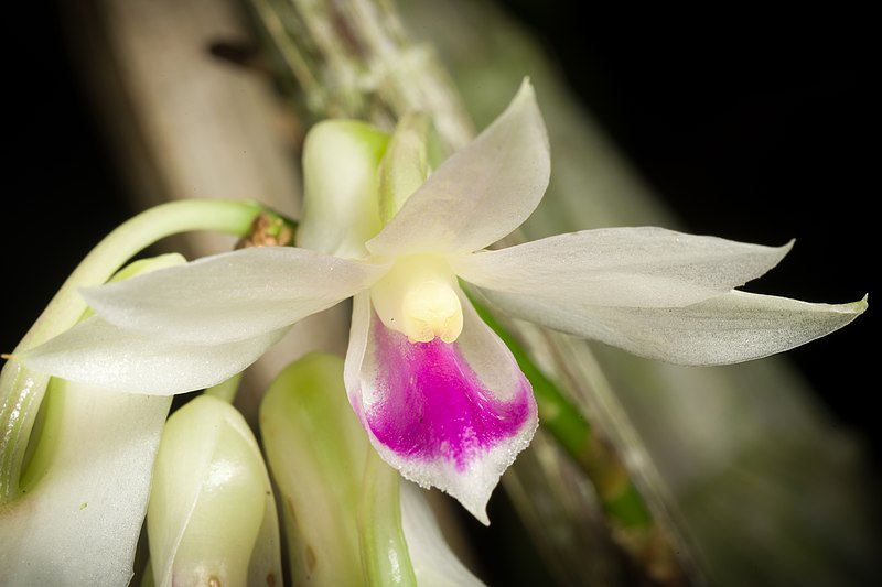 File:Dendrobium amethystoglossum Rchb.f., Gard. Chron. 1872 109 (1872) (49749664073).jpg