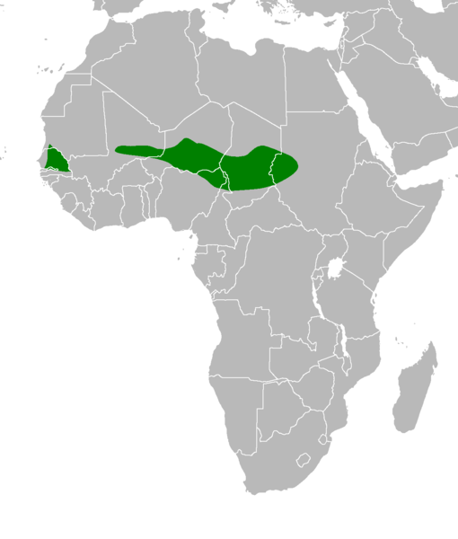 File:Dendropicos elachus distribution.PNG