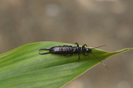 Dermaptera (Earwig) 7718