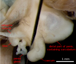Penis, twisted to reveal the ventral side Deroceras invadens ventral side of proximal penis labelled.svg