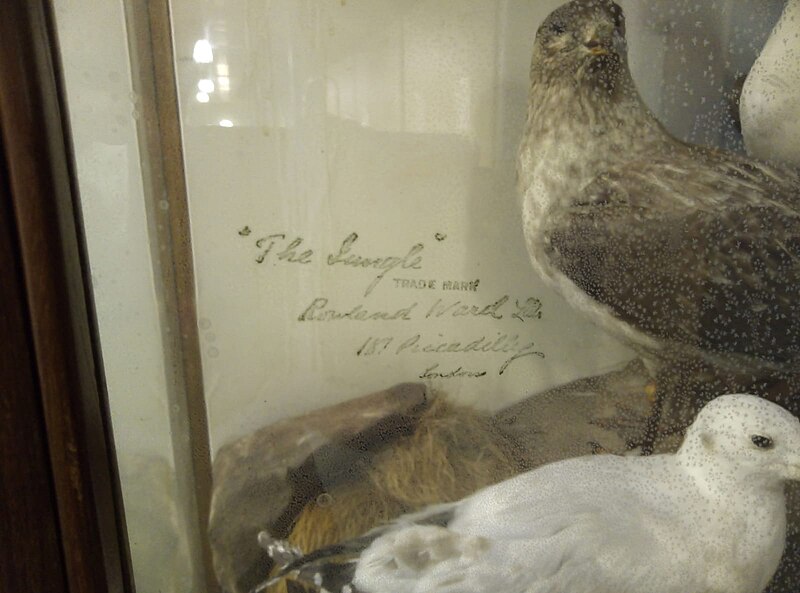 File:Detail from Falkland Islands Bird Taxidermy Case.jpg