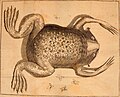 Developpement parfait du mystère de la génération du fameux crapaud de Surinam, nommé (1765) (14770245811).jpg