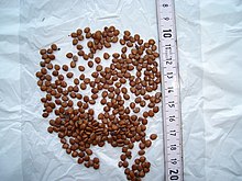 Dichrostachys cinerea seeds Dichrostachys cinerea seeds.JPG