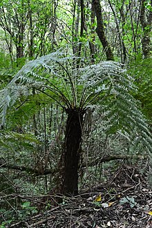 Dicksonia sellowiana in einem brasilianischen Wald.jpg