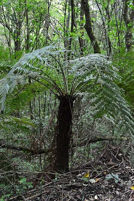 Dicksonia sellowiana