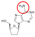 File:Dideoxyadenosine meed hring.svg