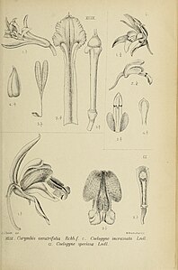 fig. 99 Corymbis veratrifolia Corymborkis veratrifolia fig. 100 Coelogyne incrassata fig. 101 Coelogyne speciosa