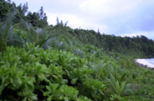 A typical oceanside littoral hedge with Casuarina fringe Diego Garcia Littoral Scrub 1.png