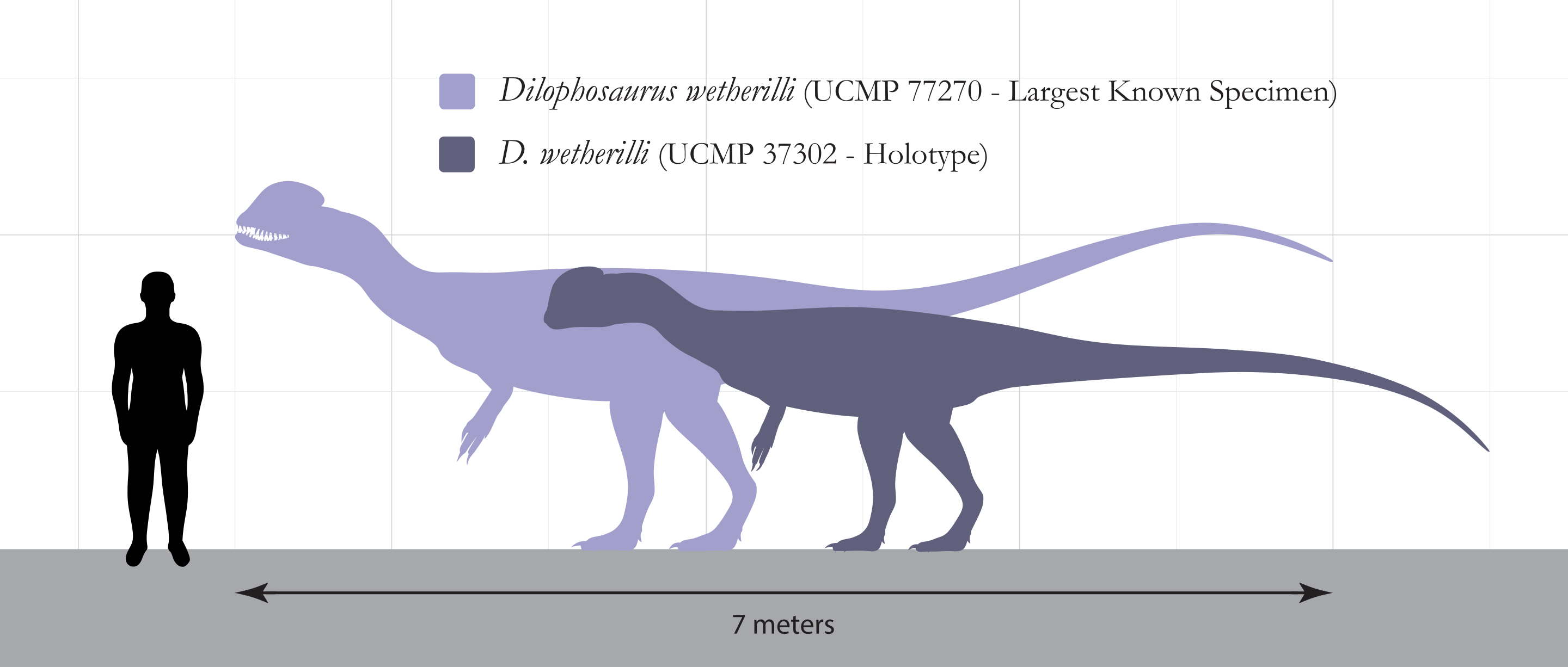 2880px-Dilophosaurus_Size_Comparison.svg.png