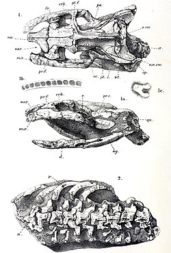 Dinilysia patagonica.jpg