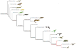 Thumbnail for File:Dinosauria phylogeny (within Archosauriformes).png