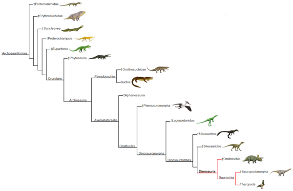 A Dinosauria phylogeny including two extant taxa: birds (Theropoda) and crocodiles (Suchia). Dinosauria phylogeny (within Archosauriformes).png