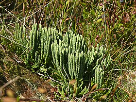 Diphasiastrum alpinum i Nordschwarzwald i Tyskland.