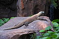 Disney-Animal-Kingdom-Komodo-Dragon-8184.jpg