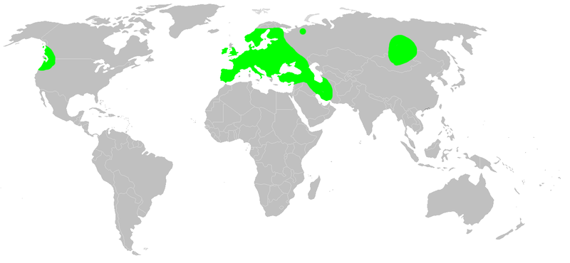 File:Distribution.philodromus.dispar.1.png