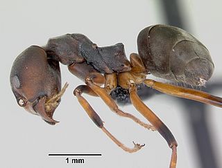 <i>Dolichoderus erectilobus</i> Species of ant