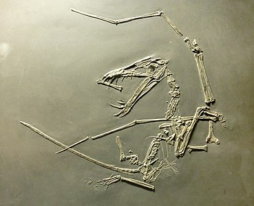 Fòssil UUPM R 156 d'un Dorygnathus banthensis. Museu d'Història Natural de Göteborg