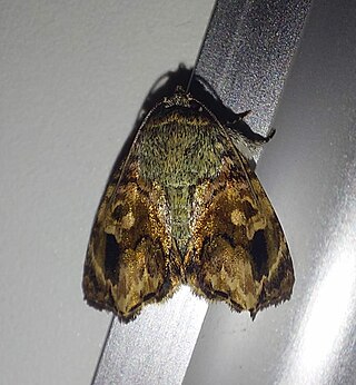 <i>Drobeta</i> Genus of moths