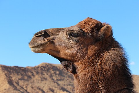 Dromedary in Algeria