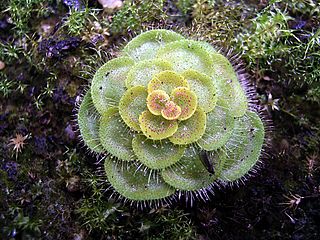 <i>Drosera zonaria</i> Species of carnivorous plant