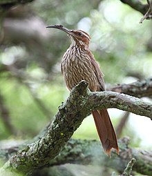 Drymornis bridgesii - Woodcreeper با صورتحساب محدود. JPG