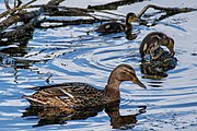 English: Ducklings. Minsk, Belarus Беларуская: Качаняты. Мінск, Беларусь Русский: Утята. Минск, Беларусь